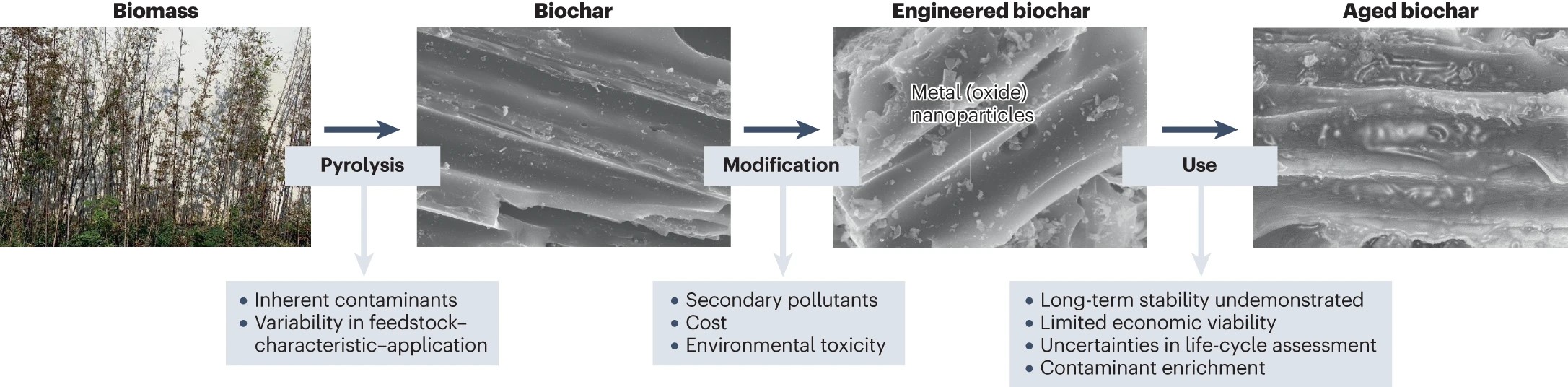 中国科大环境系Nature Reviews Materials 生物炭研究与应用领域发表重要评述文章